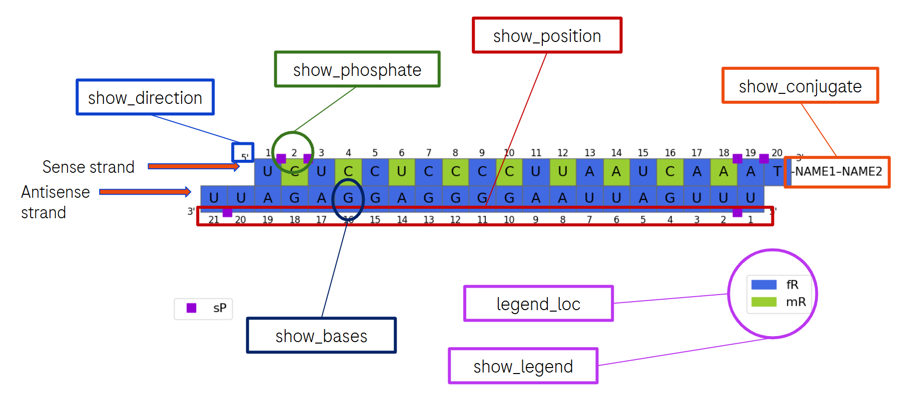 Fully annotated siRNA cartoon showing positions, bases, 5'/3' direction markers, phosphate linkers, conjugates and a colour legend