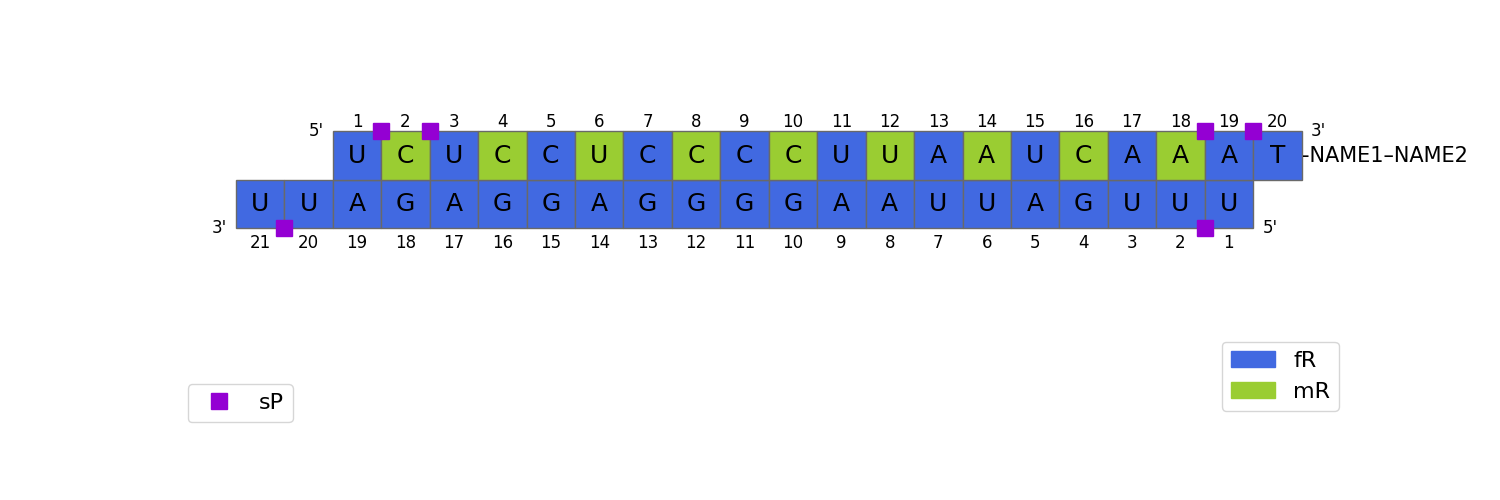 The same siRNA with each base letter drawn inside its block