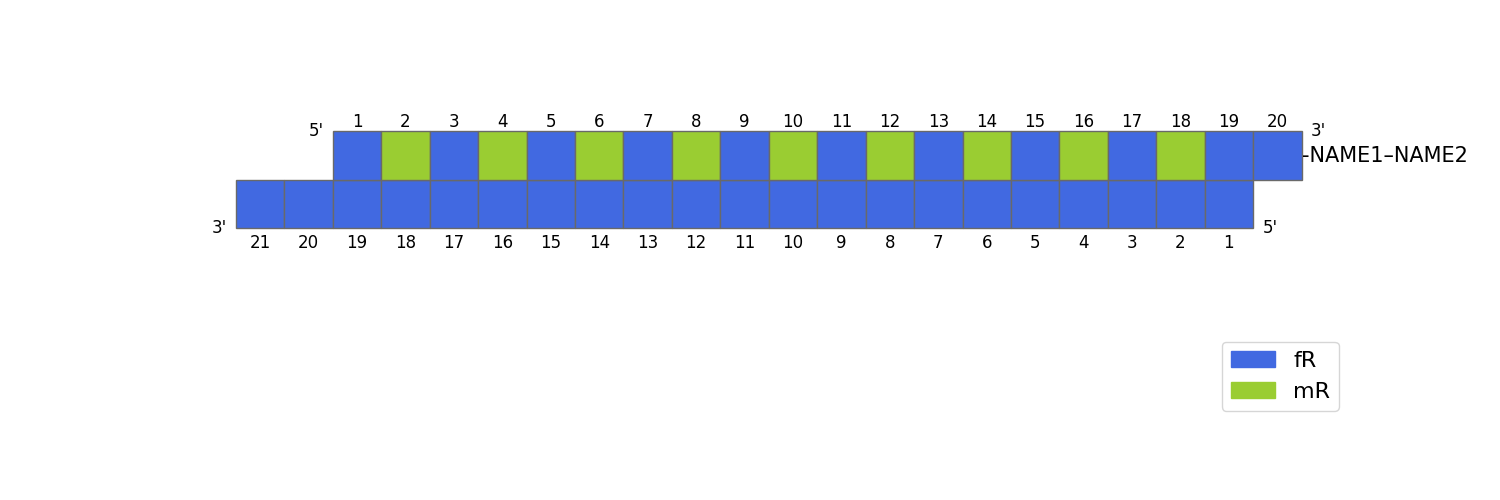 The same siRNA with nucleotide position numbers, 5'/3' markers and conjugate labels